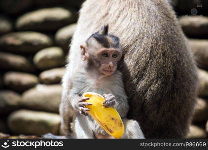 Cute wild Baby monkey holding a banana peel, near mother in wildlife jungle. Cute wild Baby monkey holding a banana peel, near mother in wildlife