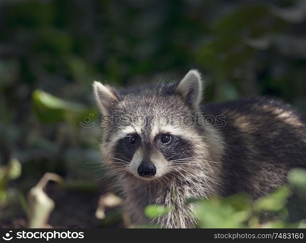 Cute wild raccoon looking out in Florida wetlands