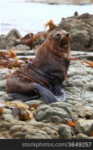cute wild seal at Seal colony Kaikoura New Zealand