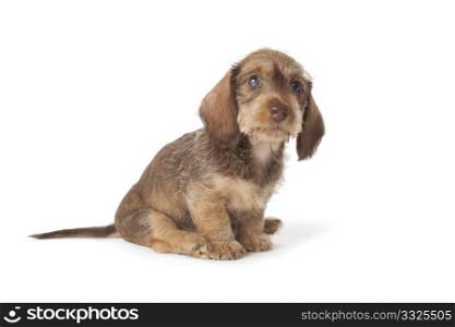 Cute wire-haired dachshund puppy