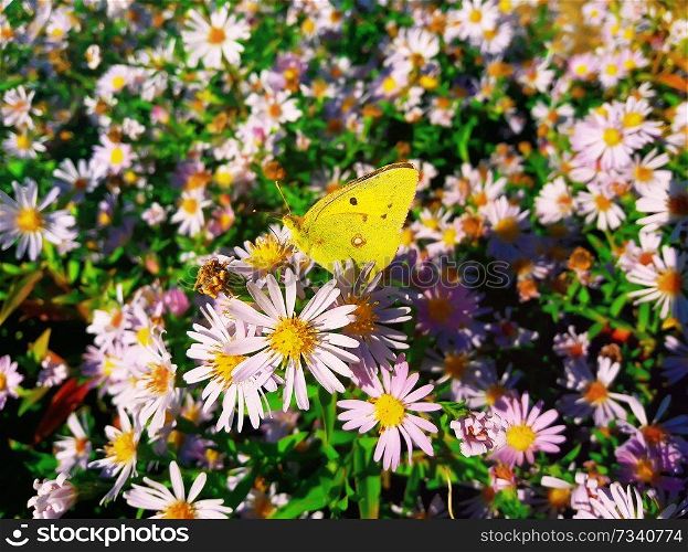 Cute yellow butterfly feeding on purple chrysanthemum nectar