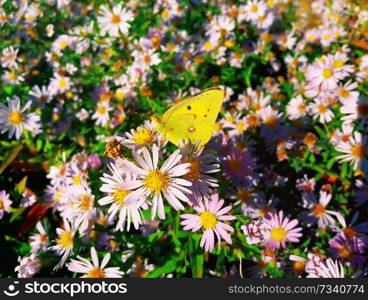 Cute yellow butterfly feeding on purple chrysanthemum nectar