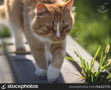 Cute yellow cat walking in a meadow in green grass against the background of trees. Closeup, outdoor. Day light. Concept of care, education, obedience training and raising pets. Cute cat walking in a meadow in green grass