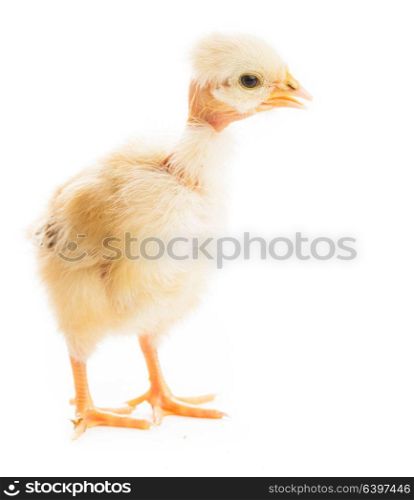 Cute yellow chick with open nib isolated. Glamour chicka concept. Old skinny chick. Glamour chick isolated