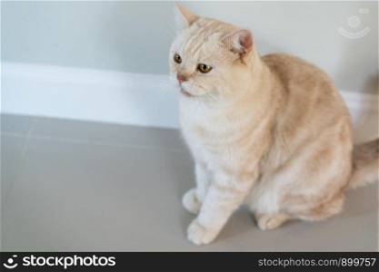 Cute yellow scottish fold cat