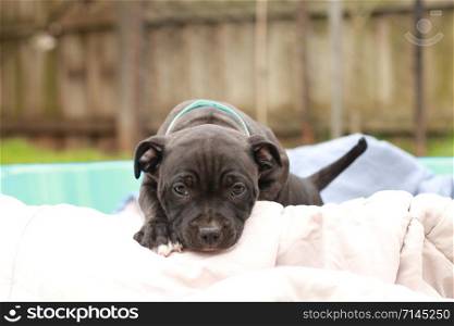 cute young 6 week old Staffordshire terrior pups playing in their family backyard, having fun with their siblings