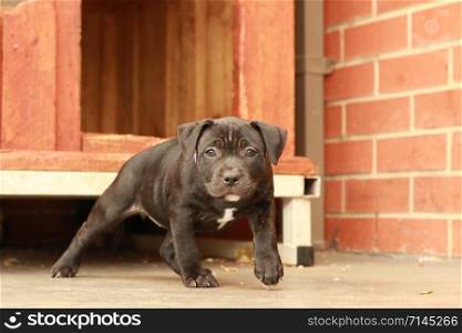 cute young 6 week old Staffordshire terrior pups playing in their family backyard, having fun with their siblings