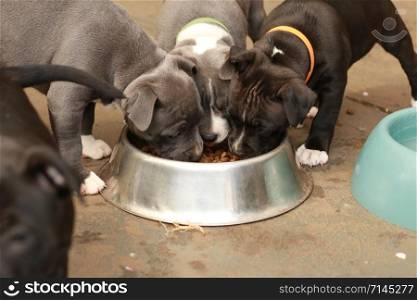 cute young 6 week old Staffordshire terrior pups playing in their family backyard, eating from their bowl, having fun with their siblings.