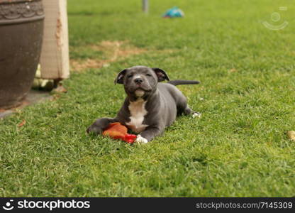 cute young 6 week old Staffordshire terrior pups playing in their family backyard, having fun with their siblings