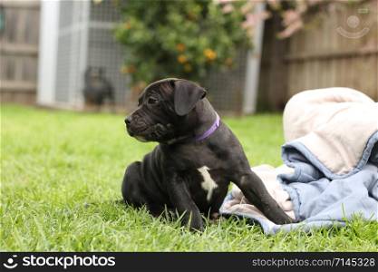 cute young 6 week old Staffordshire terrior pups playing in their family backyard, having fun with their siblings.