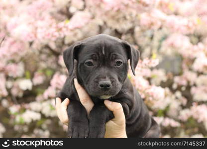 cute young 6 week old Staffordshire terrior pups playing in their family backyard, being posed and held by it&rsquo;s owner, having fun with their siblings.