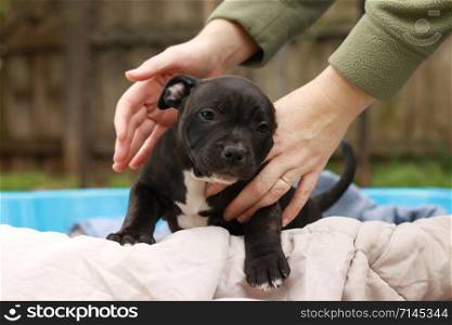 cute young 6 week old Staffordshire terrior pups playing in their family backyard, being posed and held by it&rsquo;s owner, having fun with their siblings.