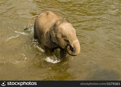 Cute young asian elephant near Chiang Mai, Thailand