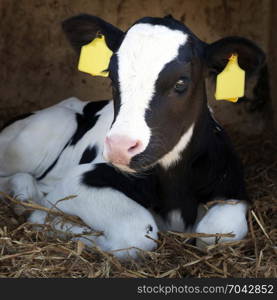 cute young black and white calf lies in straw and looks alert