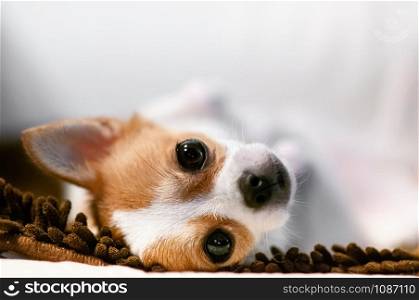 Cute young Chihuahua dog lazy lying on sofa couch with sleepy eyes and face. close up