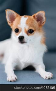 Cute young Chihuahua dog puppie sit on sofa couch with curious eyes and face