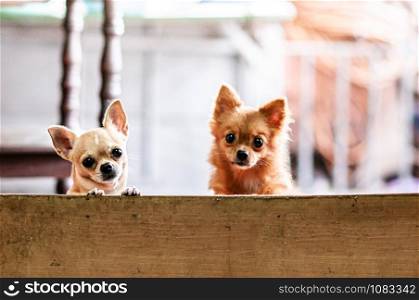 Cute young Chihuahua puppy dog couple behind fence look at camera with curious eyes