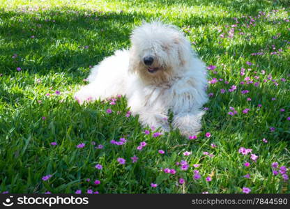 Cute young dog Komondor lying on a flowering meadow