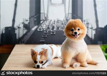 Cute young fluffy hair Pomeranian and Chihuahua dogs sit on wood table with happy face. Cute pet human friend concept