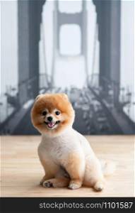 Cute young fluffy hair Pomeranian and dogs sit on wood table with very happy face mounth open. Cute pet human friend concept