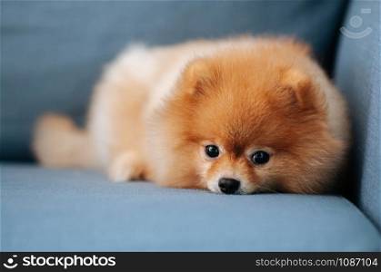 Cute young Pomeranian dog lazy lying on sofa couch with curious eyes staring at camera