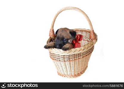 Cute young puppy in basket on white background
