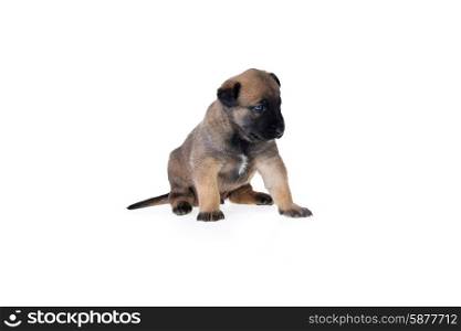 Cute young puppy on white background