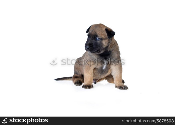 Cute young puppy on white background