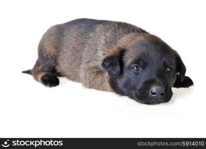 Cute young puppy on white background