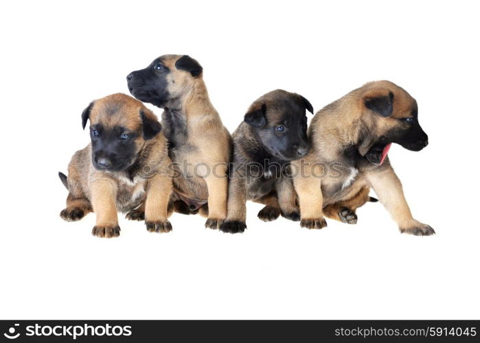 Cute young puppy on white background