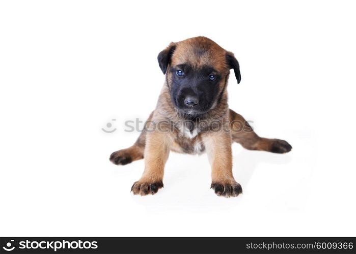 Cute young puppy on white background