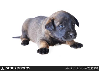 Cute young puppy on white background