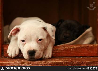Cute young small 7 week old purebred Australian Staffordshire terrior pups sleeping and dreaming restfully on a sunny afternoon in their family home dog kennel, Australia