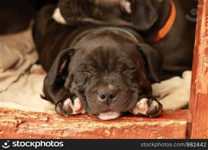 Cute young small 7 week old purebred Australian Staffordshire terrior pups sleeping and dreaming restfully on a sunny afternoon in their family home dog kennel, Australia