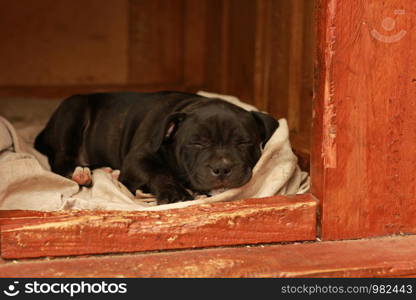 Cute young small 7 week old purebred Australian Staffordshire terrior pups sleeping and dreaming restfully on a sunny afternoon in their family home dog kennel, Australia