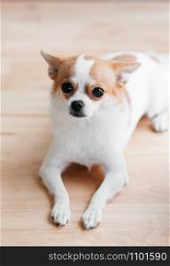 Cute young soft hair Chihuahua dog looking to camera with curious face. Cute pet human friend concept