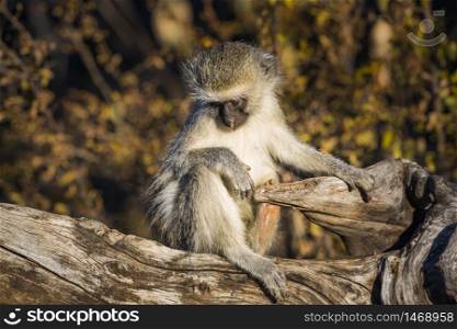Cute young Vervet monkey sitting on stump in Kruger National park, South Africa ; Specie Chlorocebus pygerythrus family of Cercopithecidae. Vervet monkey in Kruger National park, South Africa