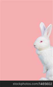 Cute young white rabbit on a pink background