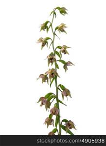 Cutout and close-up view of isolated epipactis