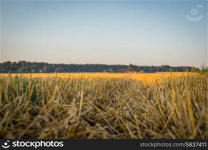 Cutted corn crops on a field in the summer