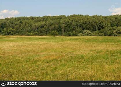 Cutted green meadow on forest background, sunny summer day