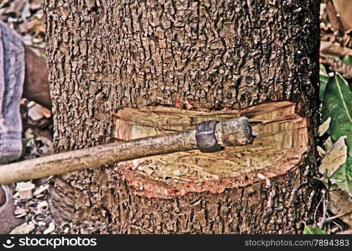 cutting tree with axe