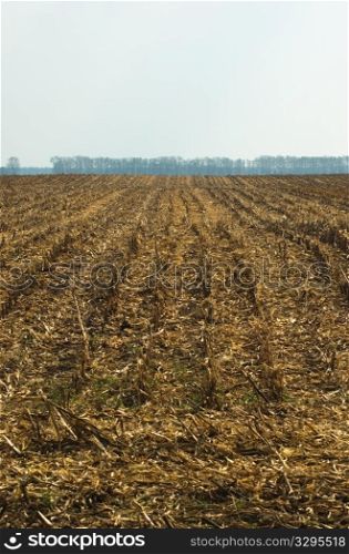 Cutting wheat away lies in the field.
