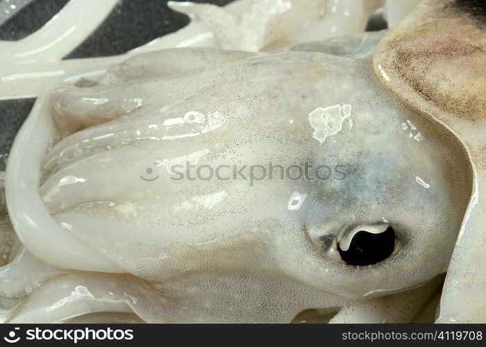 Cuttlefish uncooked, Squid Mediterranean seafood