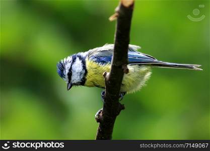 Cyanistes caeruleus, blue tit, perching on a twig, green, blurry background