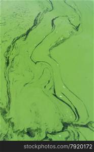 Cyanophyta or blue green algae, layer on surface of still water. Background or pattern.