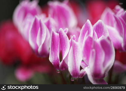 Cyclamen