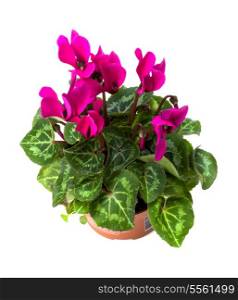 cyclamen plant isolated on white background