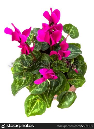 cyclamen plant isolated on white background