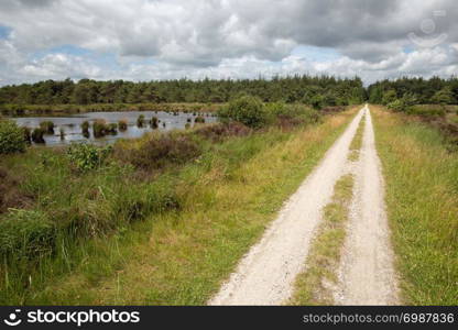 Cycle track in Dutch national park with forest and wetlands. Cycle path in Dutch national park with forest and wetlands